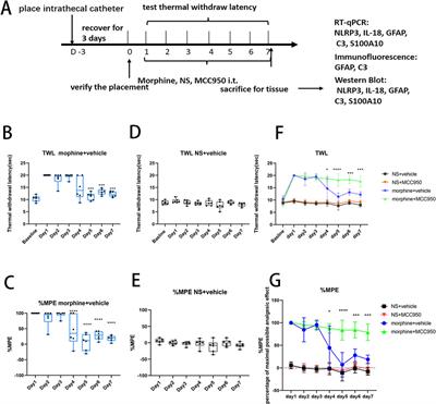 Effect of NLRP3 inflammasome induced astrocyte phenotype alteration in morphine tolerance